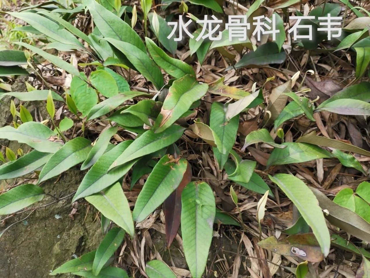 采药终南山,采药山