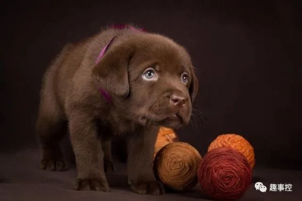 拉布拉多哪种颜色最好看又好养,拉布拉多什么颜色的品种最值钱