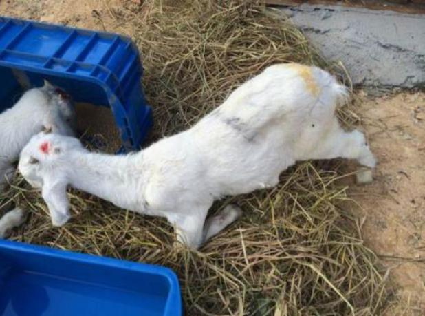 羊拉肚子拉稀水最快办法,羊拉稀怎么治最快恢复