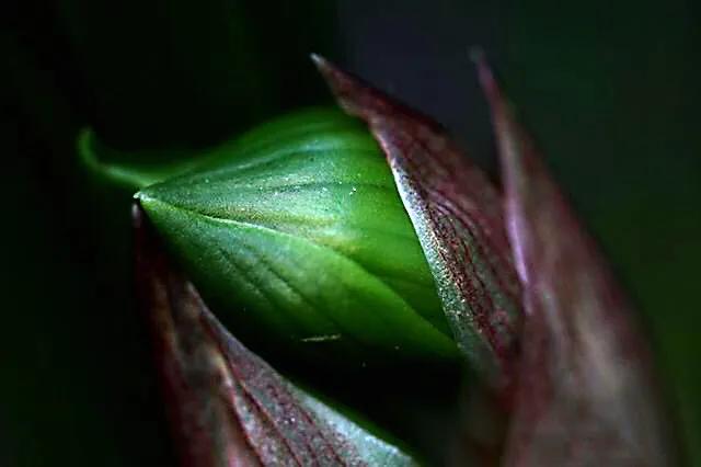 春兰天彭牡丹香味好吗,春兰天彭牡丹兰花简介