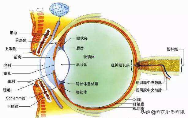 #423头条知识节#程氏针灸儿童护眼课——不近视的方法