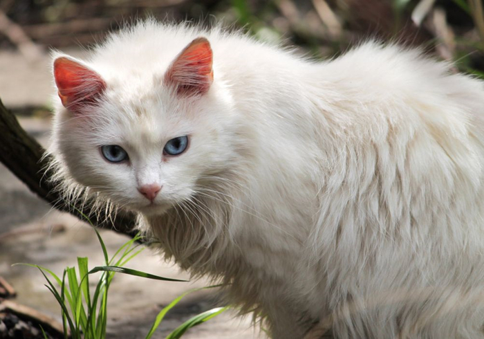 白毛蓝眼睛的猫咪是什么品种,白毛蓝眼睛的猫性格