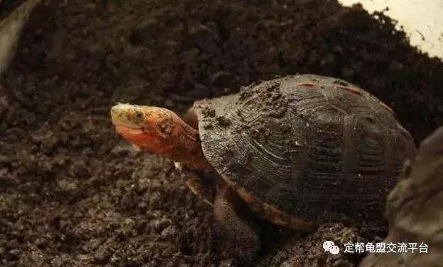 黄缘龟怎么养,黄缘龟吃什么