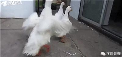 专门改善扁平足的运动,站着改善小腿外翻