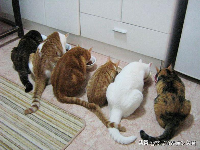 猫咪一般吃什么最好,喵星人喂食指南