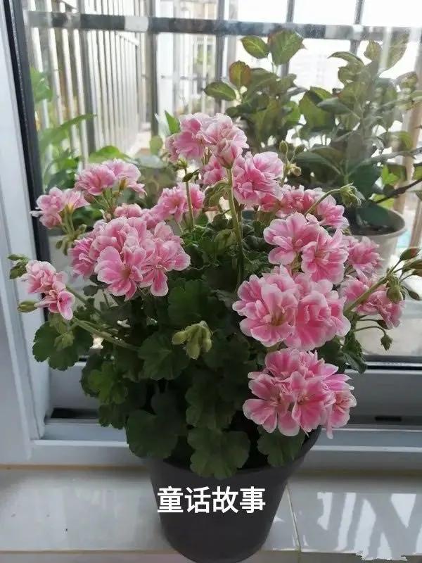 垂吊天竺葵哪些品种容易爆花,天竺葵羊宝和糖果双色哪个更爆花