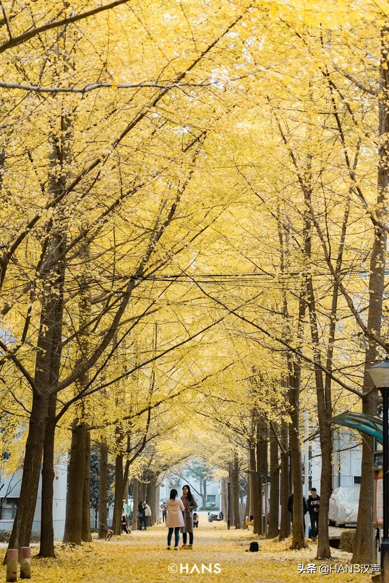 武汉高校vs西安,武汉高校vs长沙高校