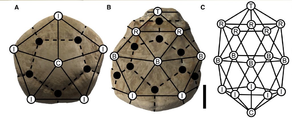 古生物大小和人类对比,古生物与人类对比大小