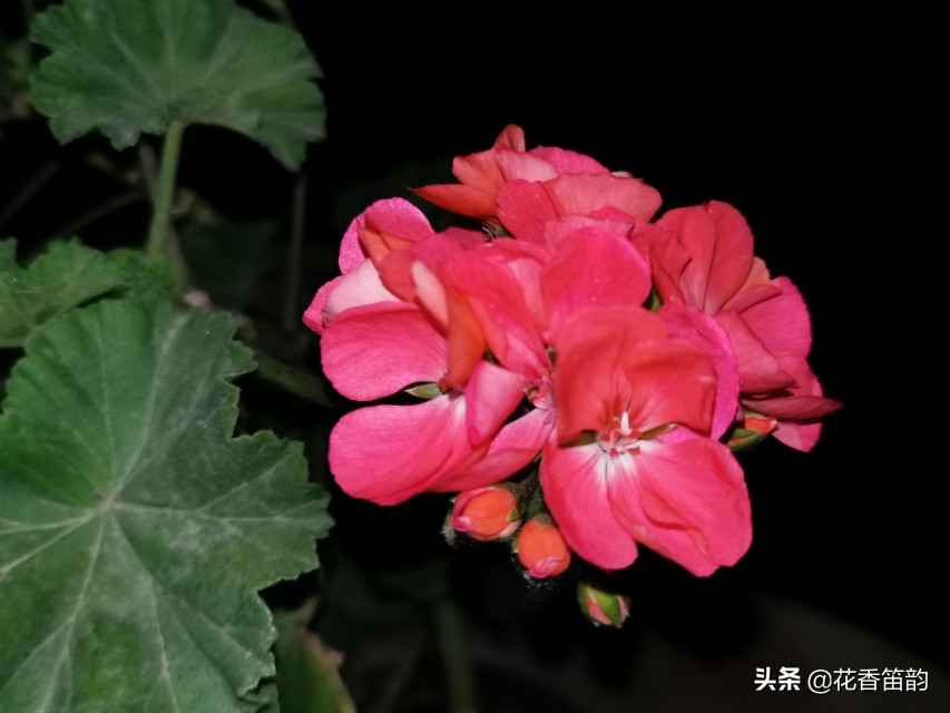 绣球花300字作文,300字散文美文摘抄