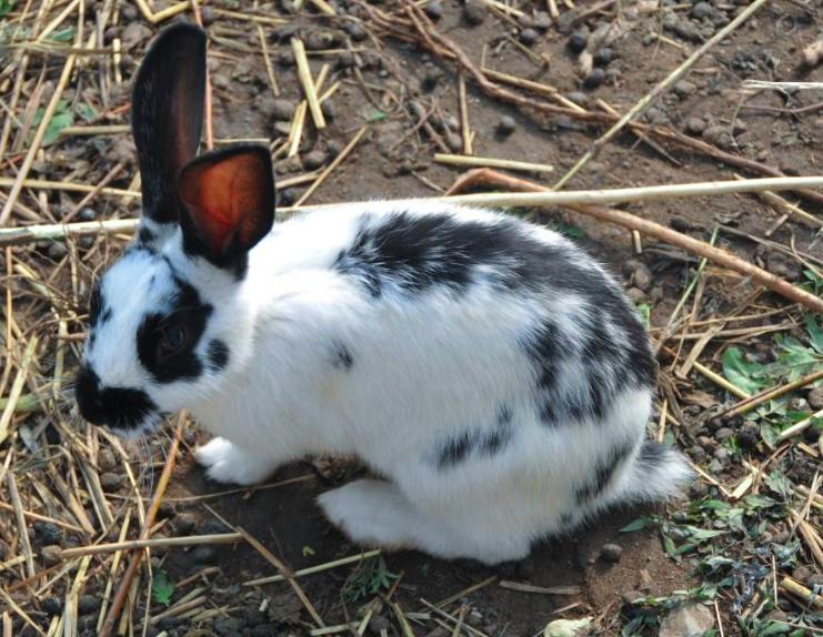 养殖兔子靠谱吗,养殖兔子赚钱吗