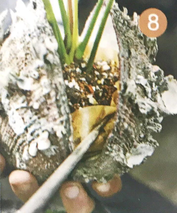 红心火鹤花盆栽,火鹤花盆栽