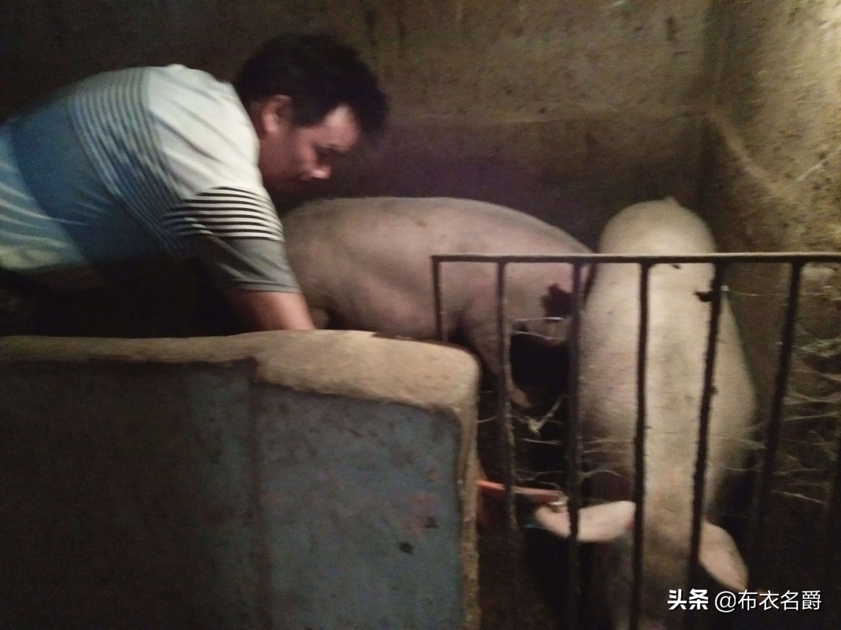 兽医宝典:能繁母猪产科疾病防治实践经验推广