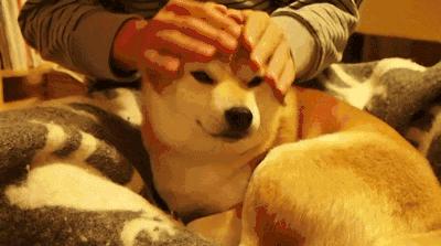 养狗新手入门必知推荐,想养只狗不知道该怎么养