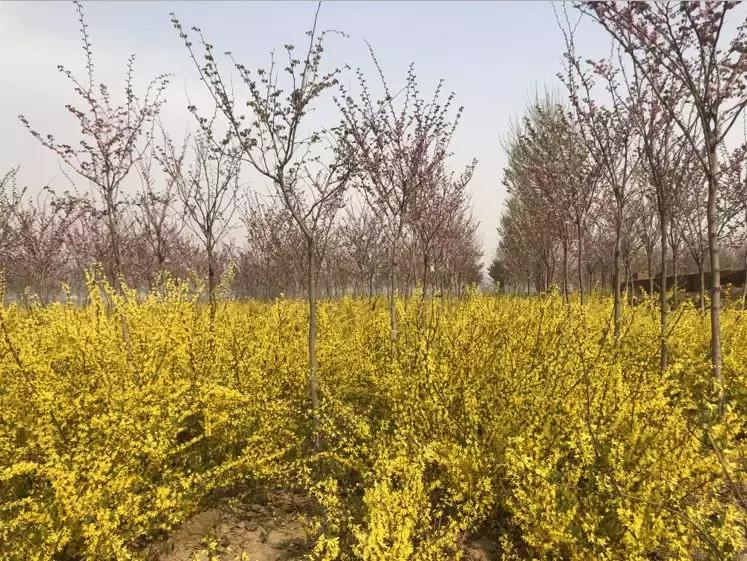 清明踏青好去处邯郸,清明假期旅游必备