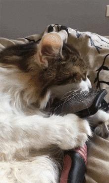 猫：来啊，踩我屁股啊，使点劲儿