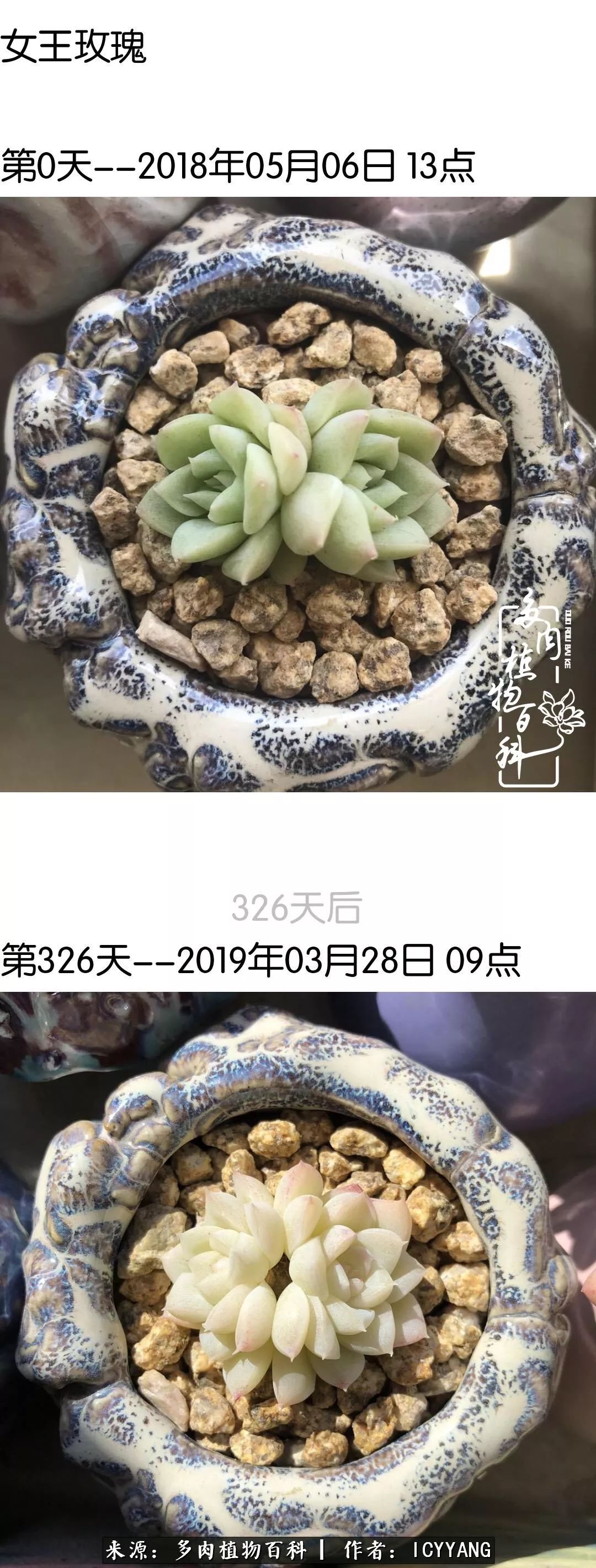 室内阳台多肉的养护方法,景天多肉养护