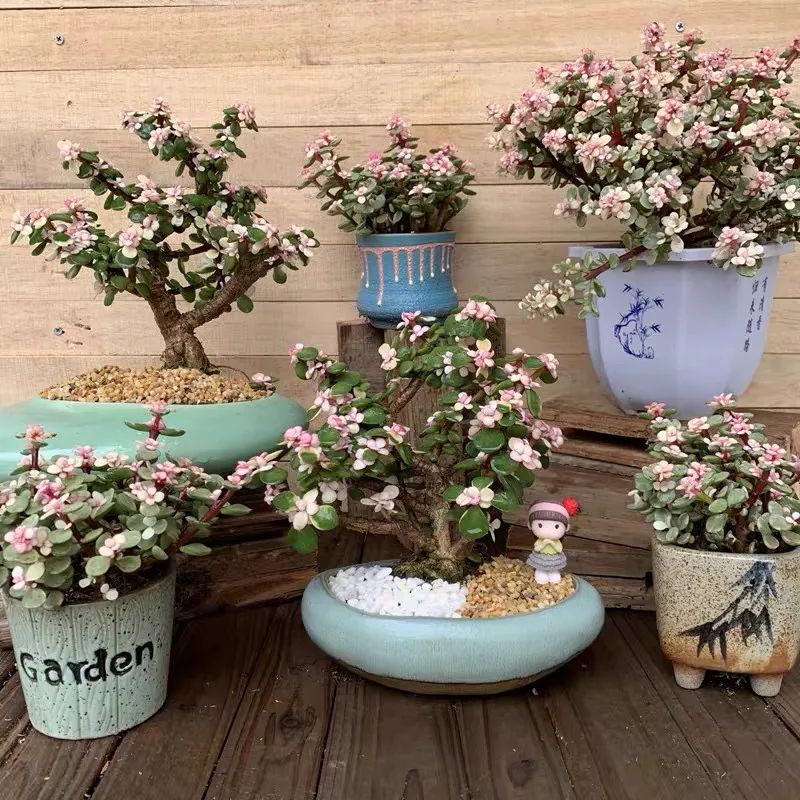 家里一定要养一盆金枝玉叶,大盆养金枝玉叶