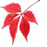 千年相思的唯美诗句,相思入骨的经典诗句