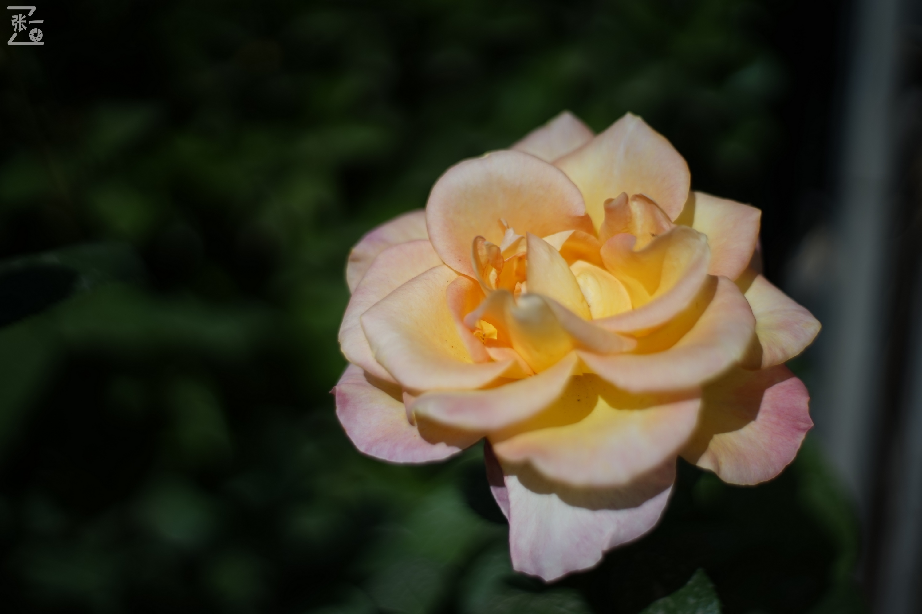 凤凰国产50mm镜头,凤凰索尼e口镜头