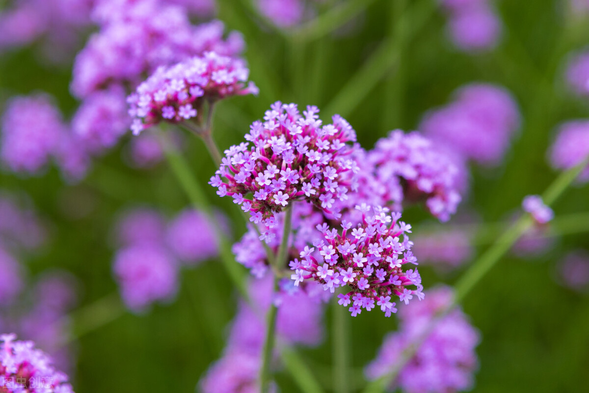 园林人需要知道的85个花卉知识,园林花卉的种类及图片
