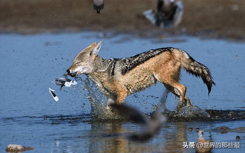 非洲这种犬科动物，一生只娶一个老婆，日常就是跟秃鹫火拼