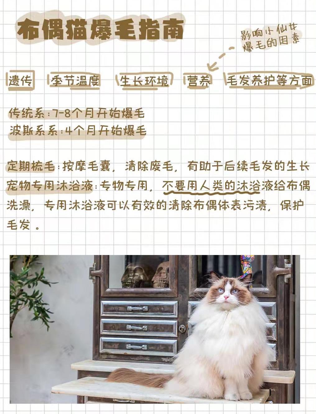 布偶仙女猫高清图片,布偶猫的前世今生