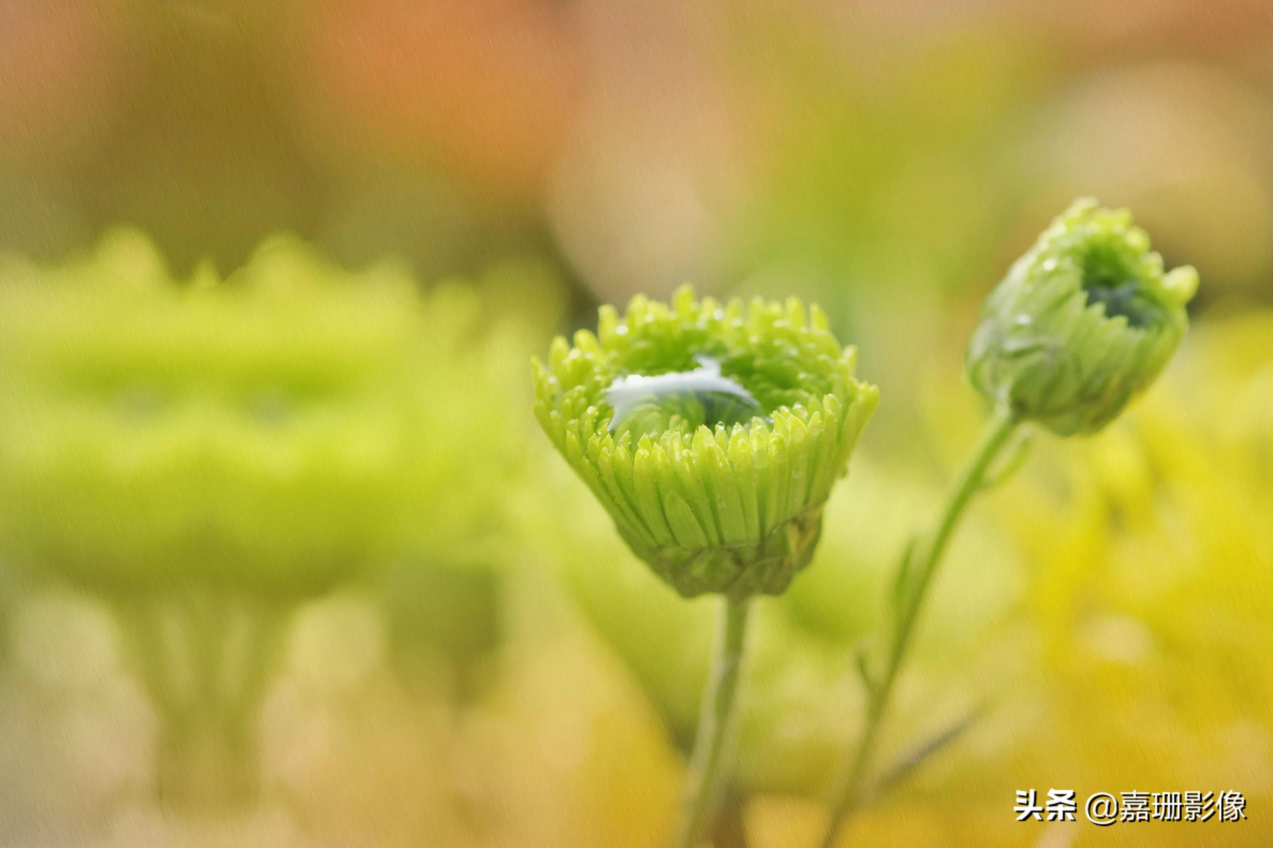 看看花容，听听花语2020年我镜头里的百种花卉