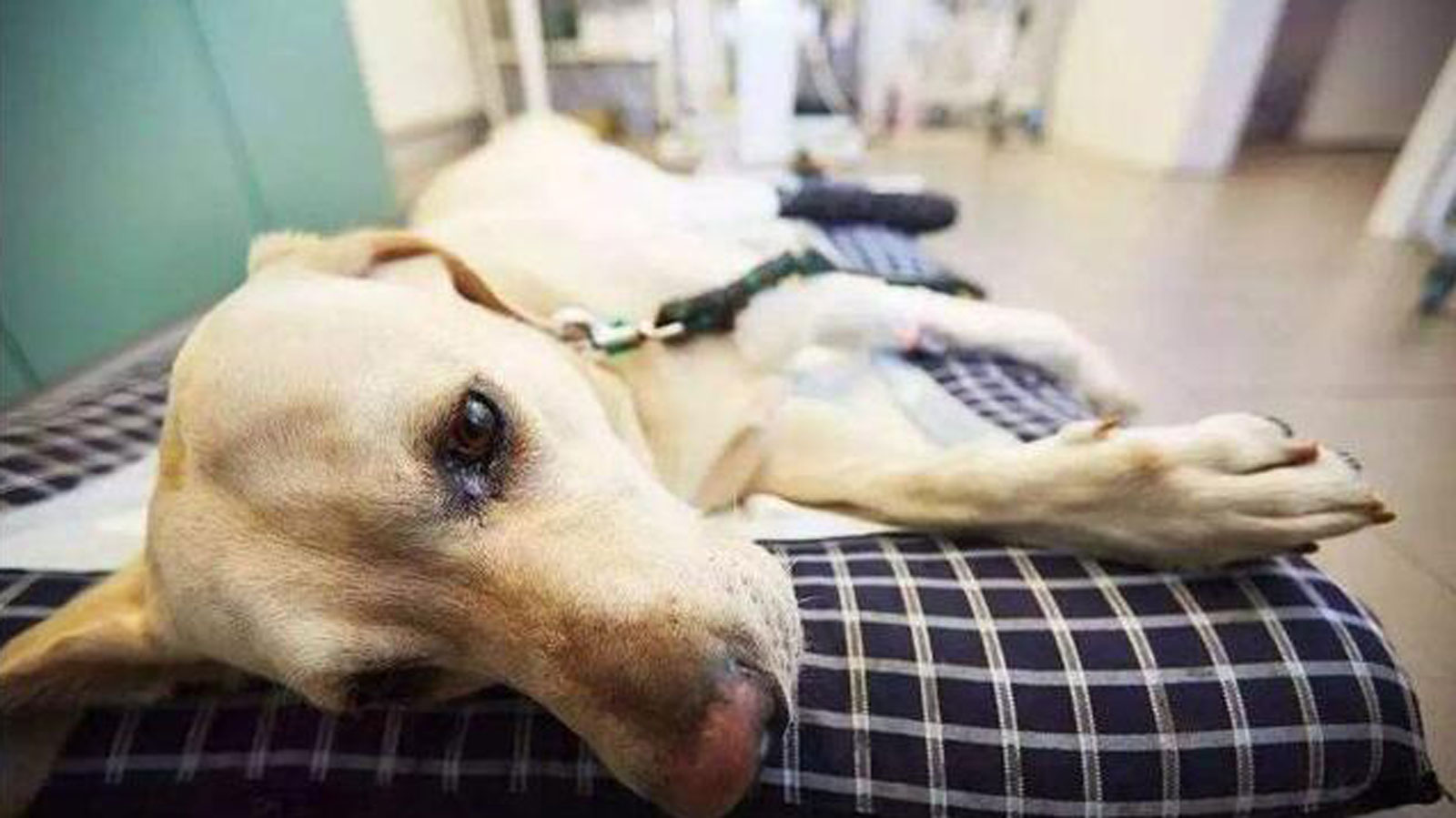 狗可以吃鱼虾么,狗可以吃什么水果大全