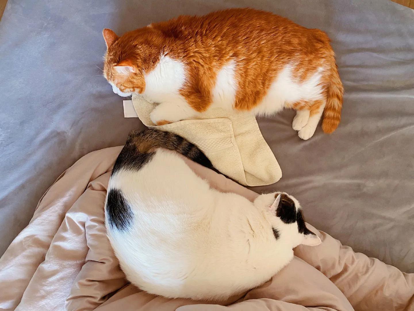 养猫劝退行为案例,养猫的迷惑行为视频