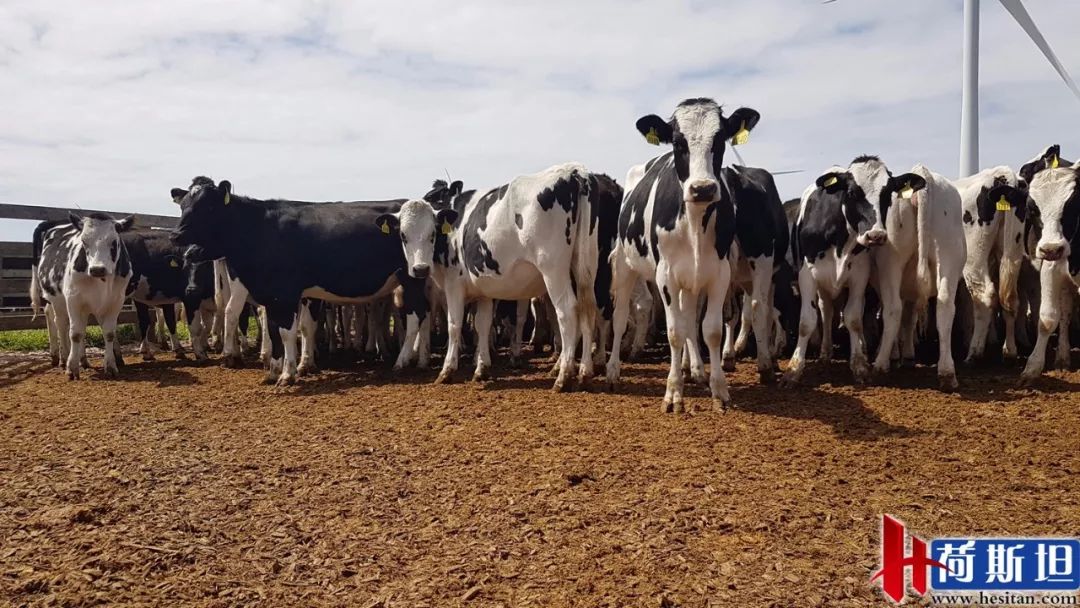 6000多头“澳妞”登陆京唐港中澳贸易即将零关税安格斯关税直降2%