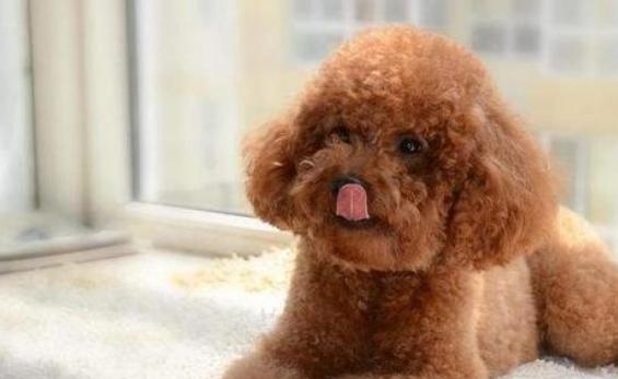 泰迪犬一直舔自己的脚是什么情况,泰迪犬喜欢舔人的手是怎么回事