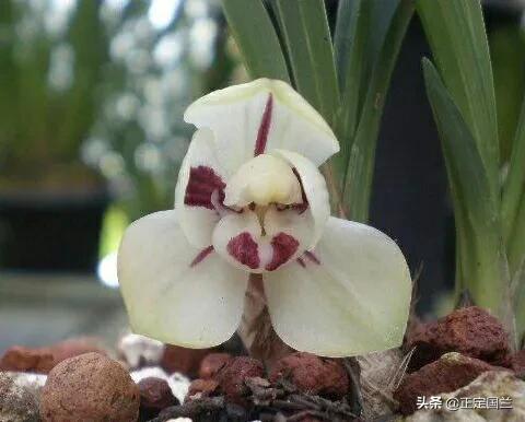 为什么兰花被称为国兰,为什么兰花又叫国兰