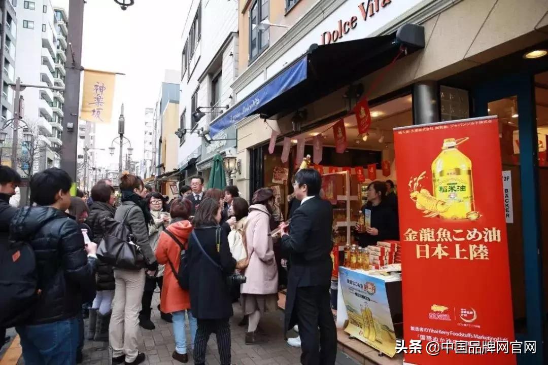 稻米油金龙鱼现状,稻米油金龙鱼