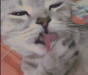 金渐层发情期走丢还会回家吗,10个月金渐层发情期要多长时间