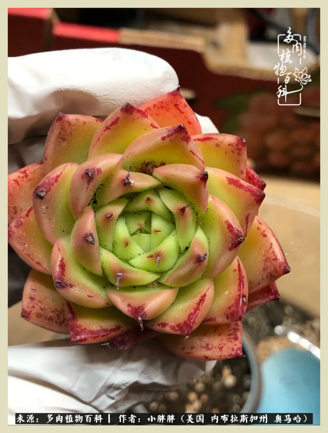 多肉小白入坑攻略,多肉中的鄙视链