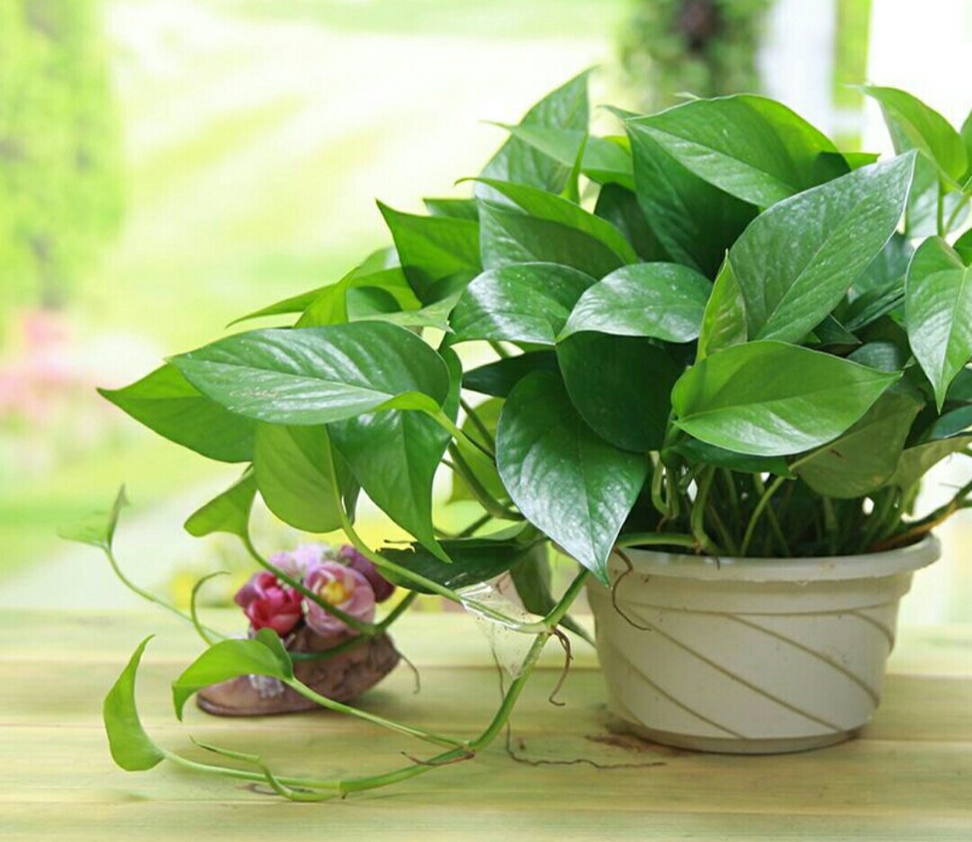 水培养花养鱼新手技巧图解,水培养花知识大全与技巧