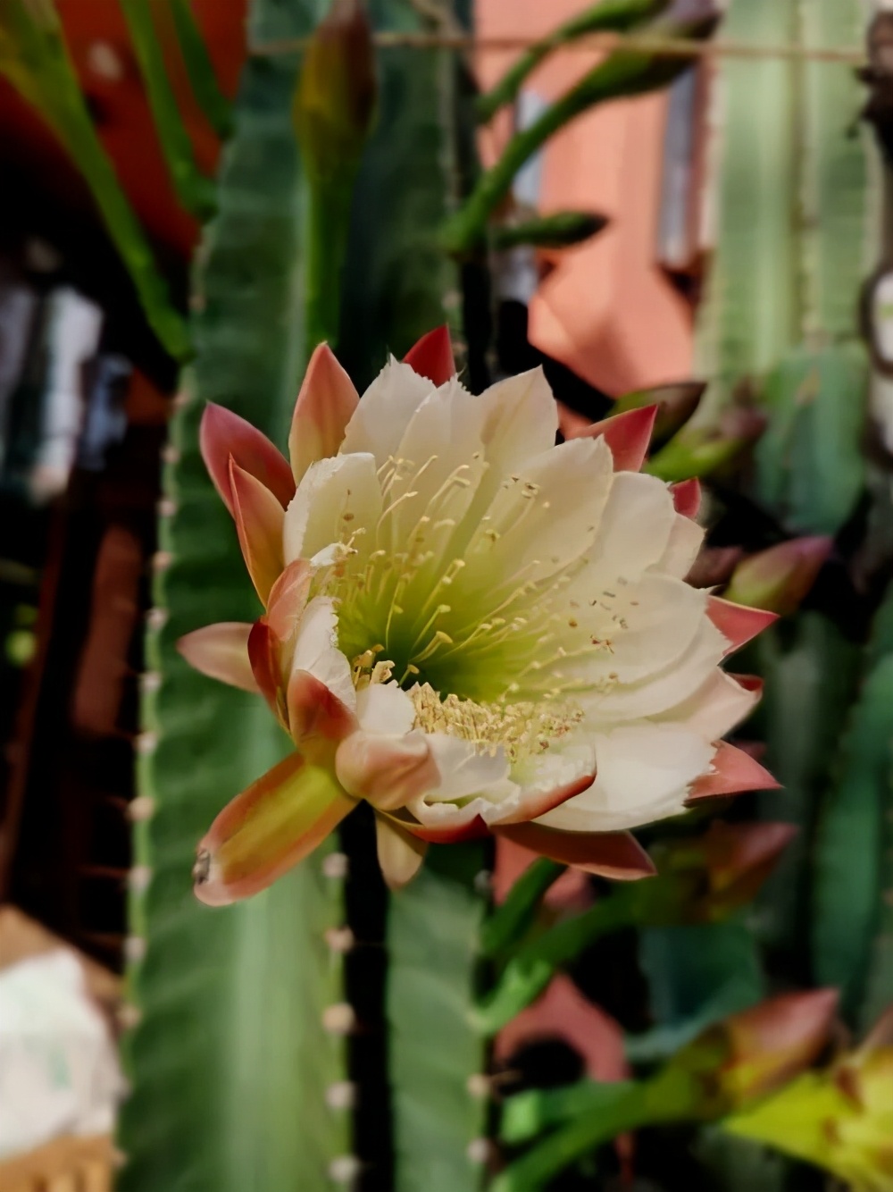 火龙果侧芽扦插繁殖方法,火龙果选取啥样的枝条扦插