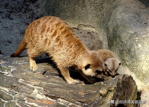 除了蝙蝠，这18种动物肉都是野生的，为了家人健康，一定要管住嘴