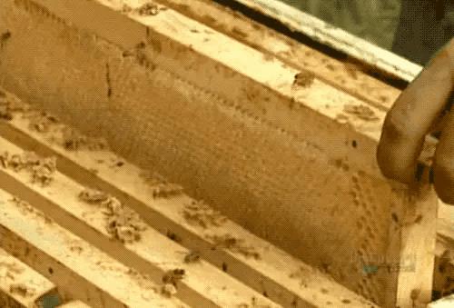 养蜂的秘诀和诀窍,养蜂师傅讨论学习养蜂技术