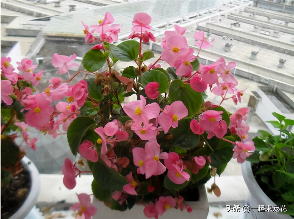 四季海棠开花后的修剪方法图解,四季海棠花开花时候可以扦插吗