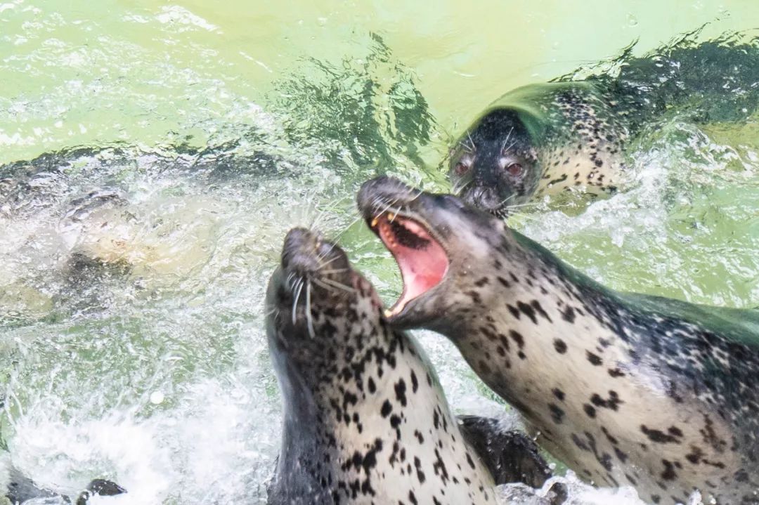 蓬莱美如画,蓬莱美景