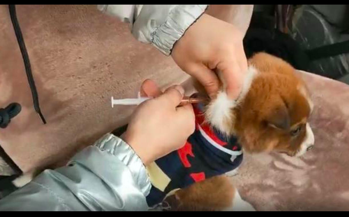 一只流浪狗被士兵救了电影,一只被救的小狗