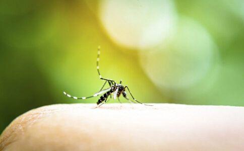 蚊虫叮咬的包怎么才能快速消下去,蚊虫叮咬起的包怎么快速消除