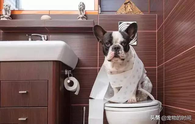 怎样训练狗狗不在家乱拉乱尿,狗狗最近在家乱尿是怎么回事