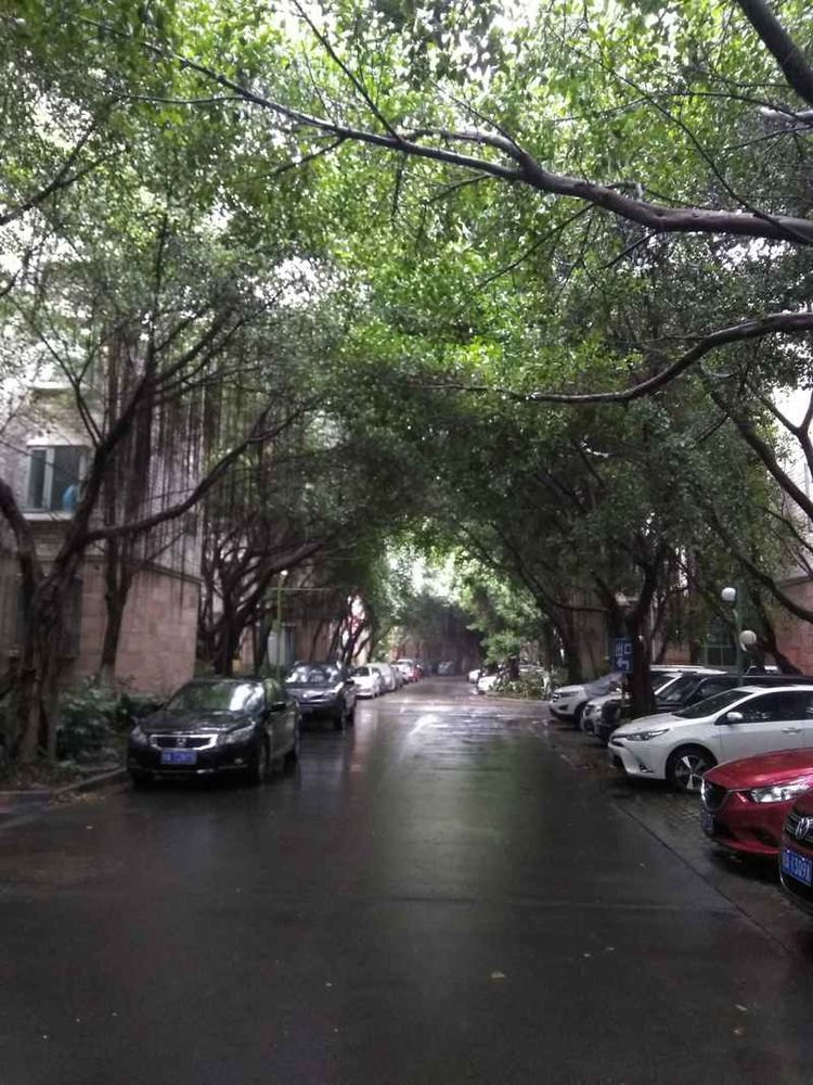 成都网友投诉怡丰新城小区榕树成灾危及行人，高新管委会回应