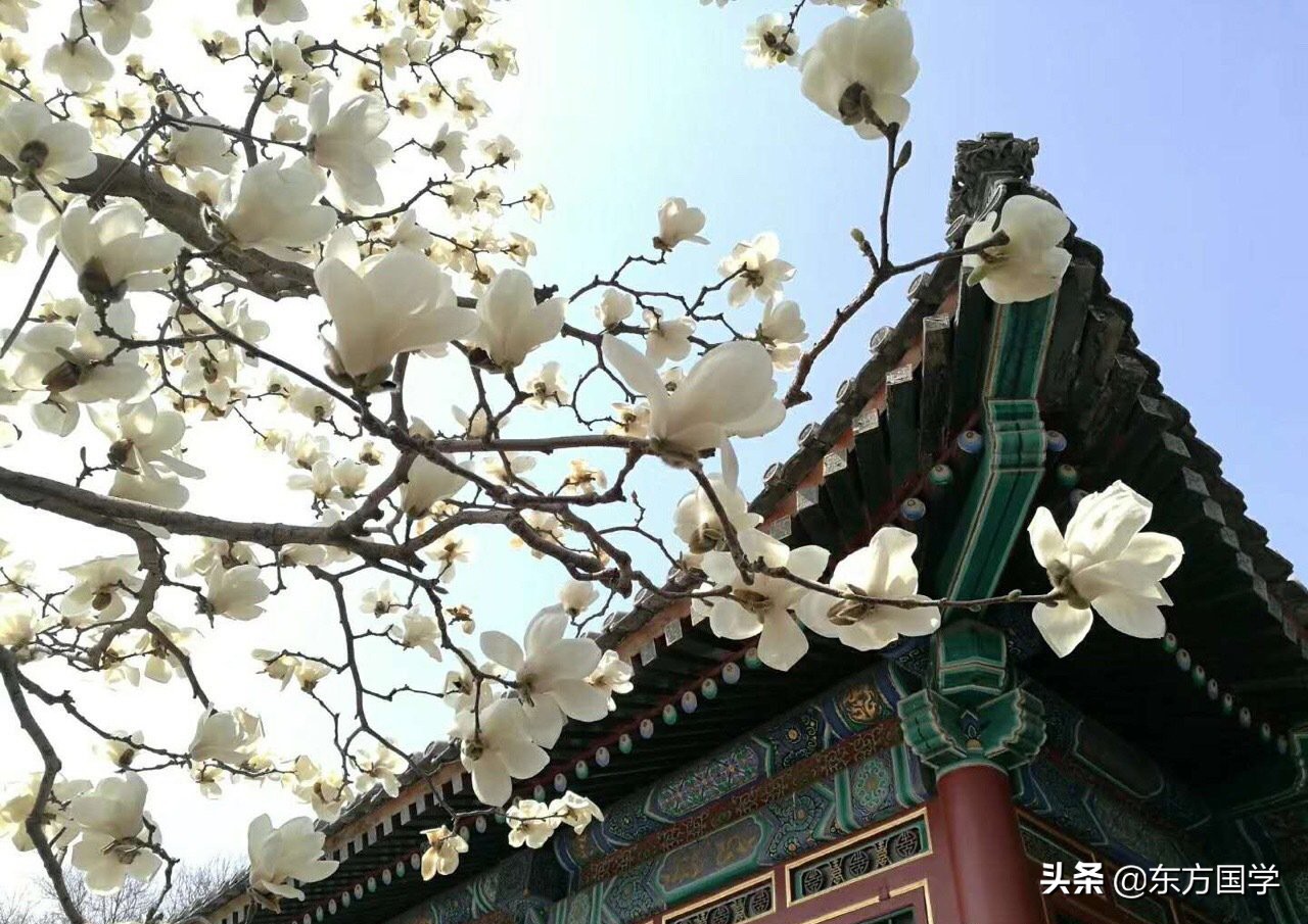 @所有人，周末一起赏玉兰，五处北京玉兰美景