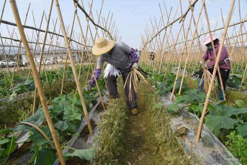 冬瓜好吃有营养的做法,冬瓜营养介绍