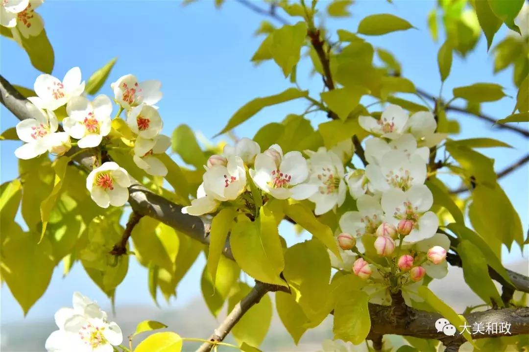 绿色和政春深夏浅风光好山美花浓待君来