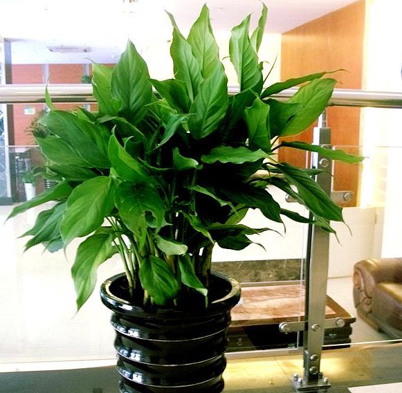 万年青叶子发黄怎么办施什么肥,万年青叶子长白霉如何处理