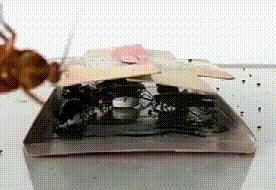 灭蟑螂三年怎么消灭最彻底,灭蟑螂最靠谱的是这2招